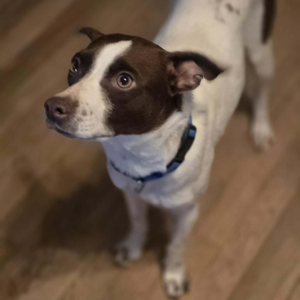 Enlarge Gleep, a Adoptable Mixed Breed in Fredericksburg, VA image 2/5