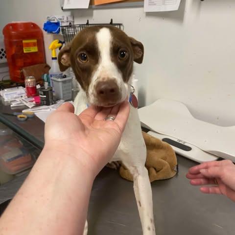 Enlarge Gleep, a Adoptable Mixed Breed in Fredericksburg, VA image 3/5