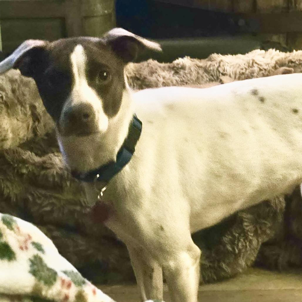 Enlarge Gleep, a Adoptable Mixed Breed in Fredericksburg, VA image 4/5