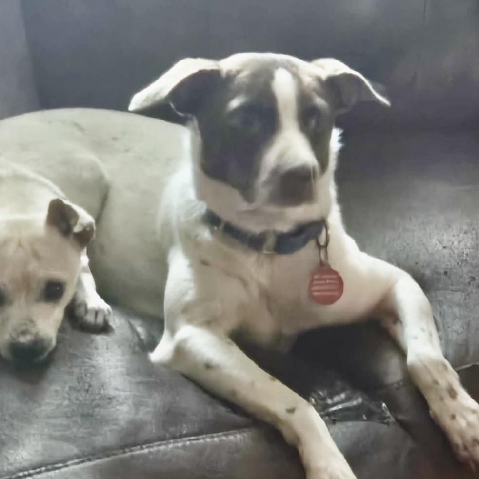 Enlarge Gleep, a Adoptable Mixed Breed in Fredericksburg, VA image 5/5