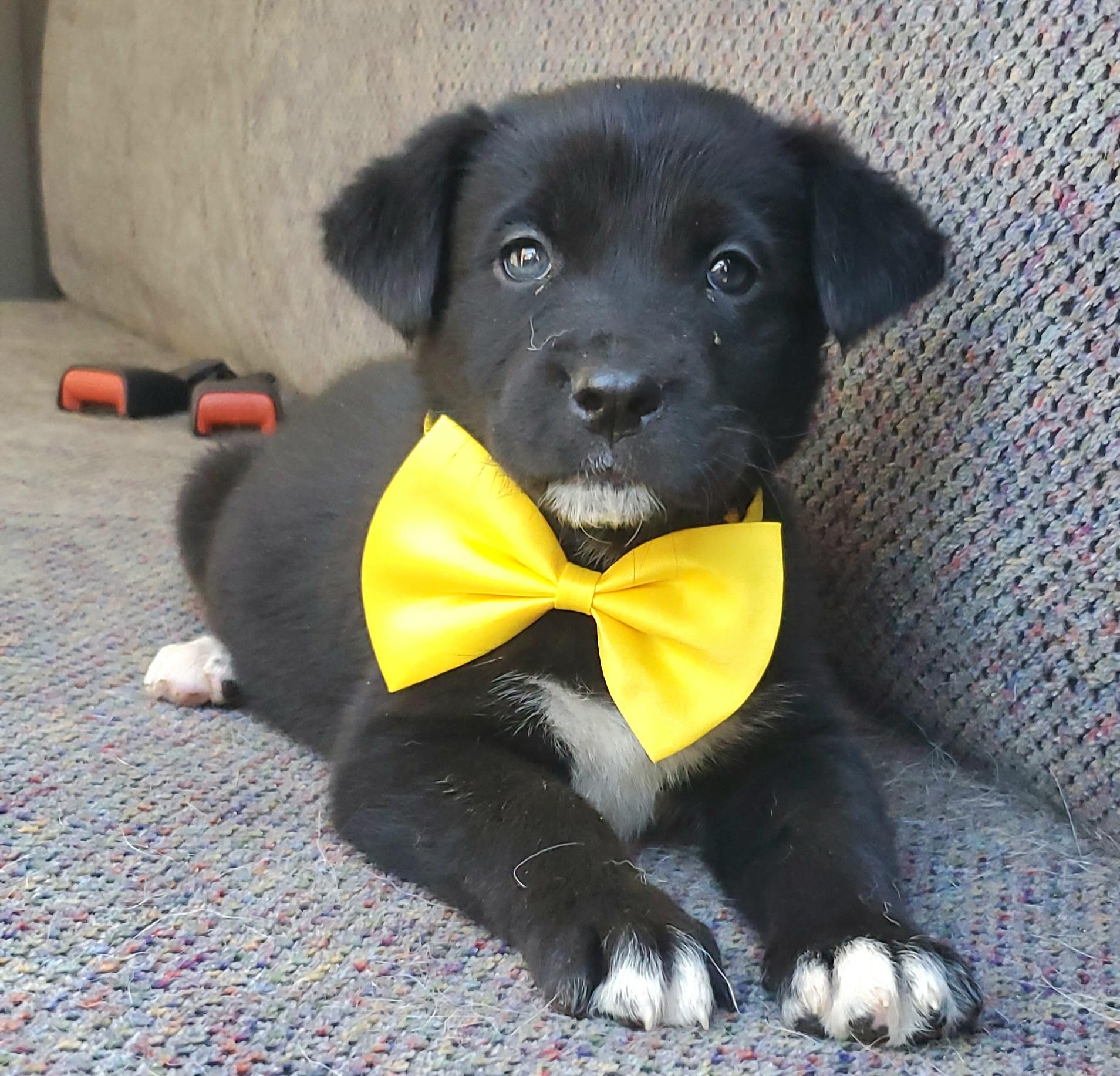 Enlarge Harlow, a Adoptable mixed breed in Atlanta , GA image 2/6