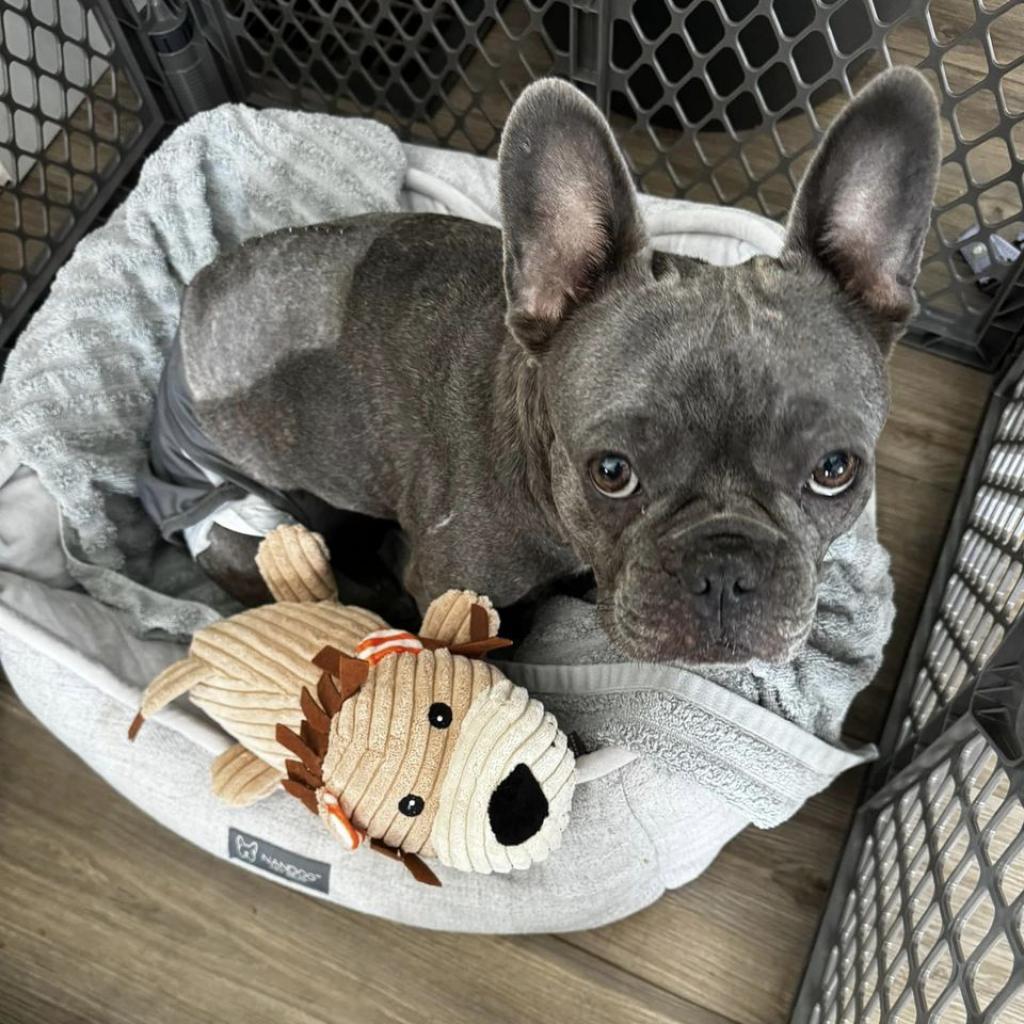 Amari, a Adoptable French Bulldog in Huber Heights, OH image 1/3