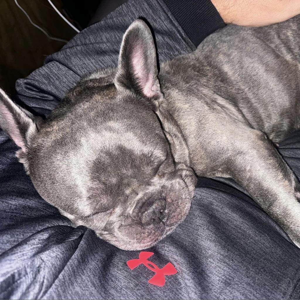 Amari, a Adoptable French Bulldog in Huber Heights, OH image 2/3