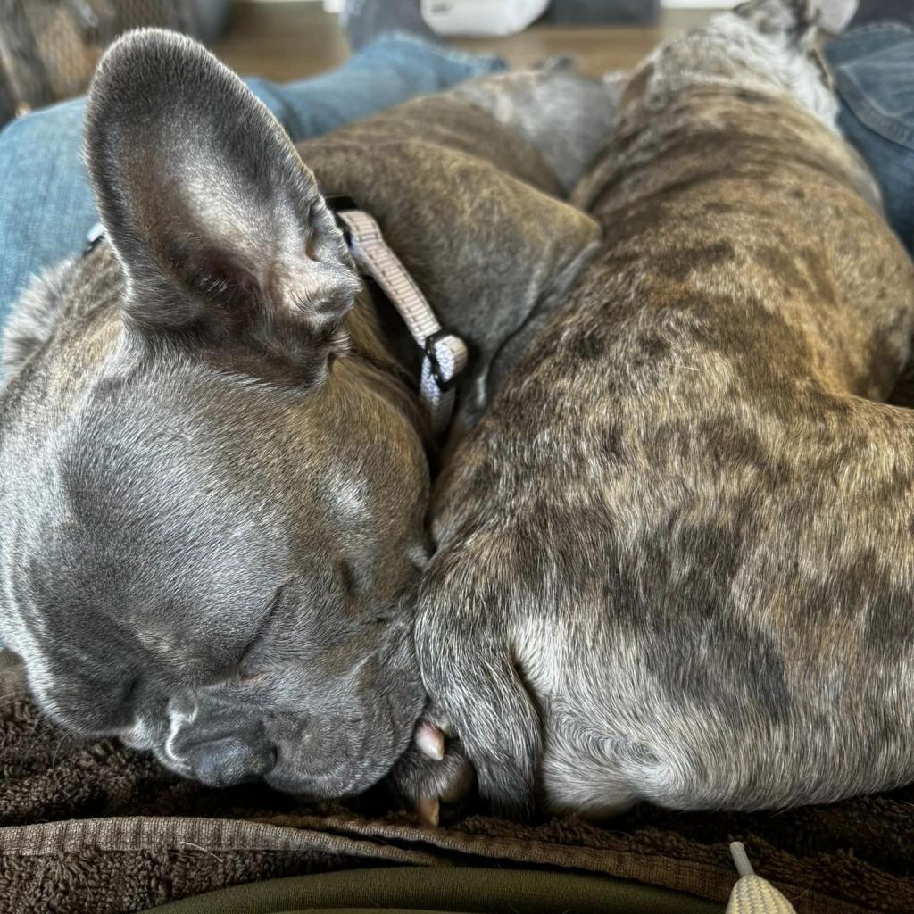 Amari, a Adoptable French Bulldog in Huber Heights, OH image 3/3