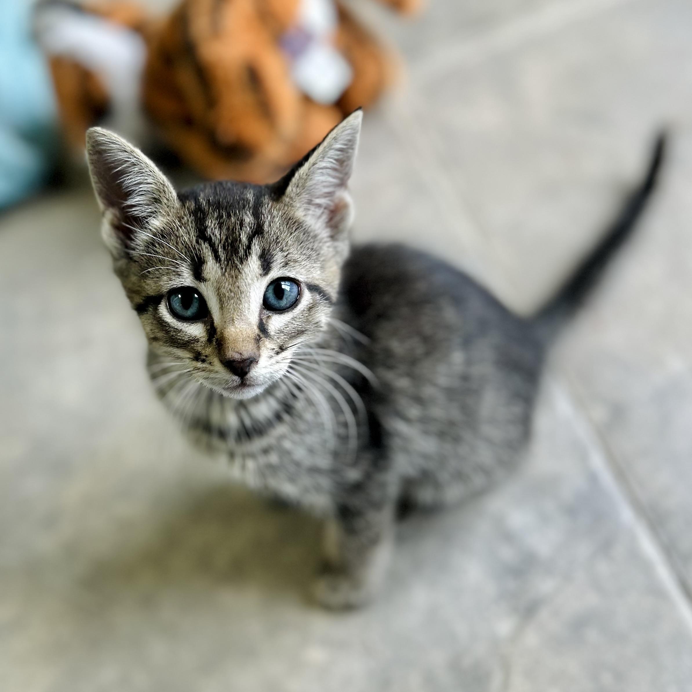 Enlarge Ciel, an adopted American Shorthair in Seguin, TX image 1/1