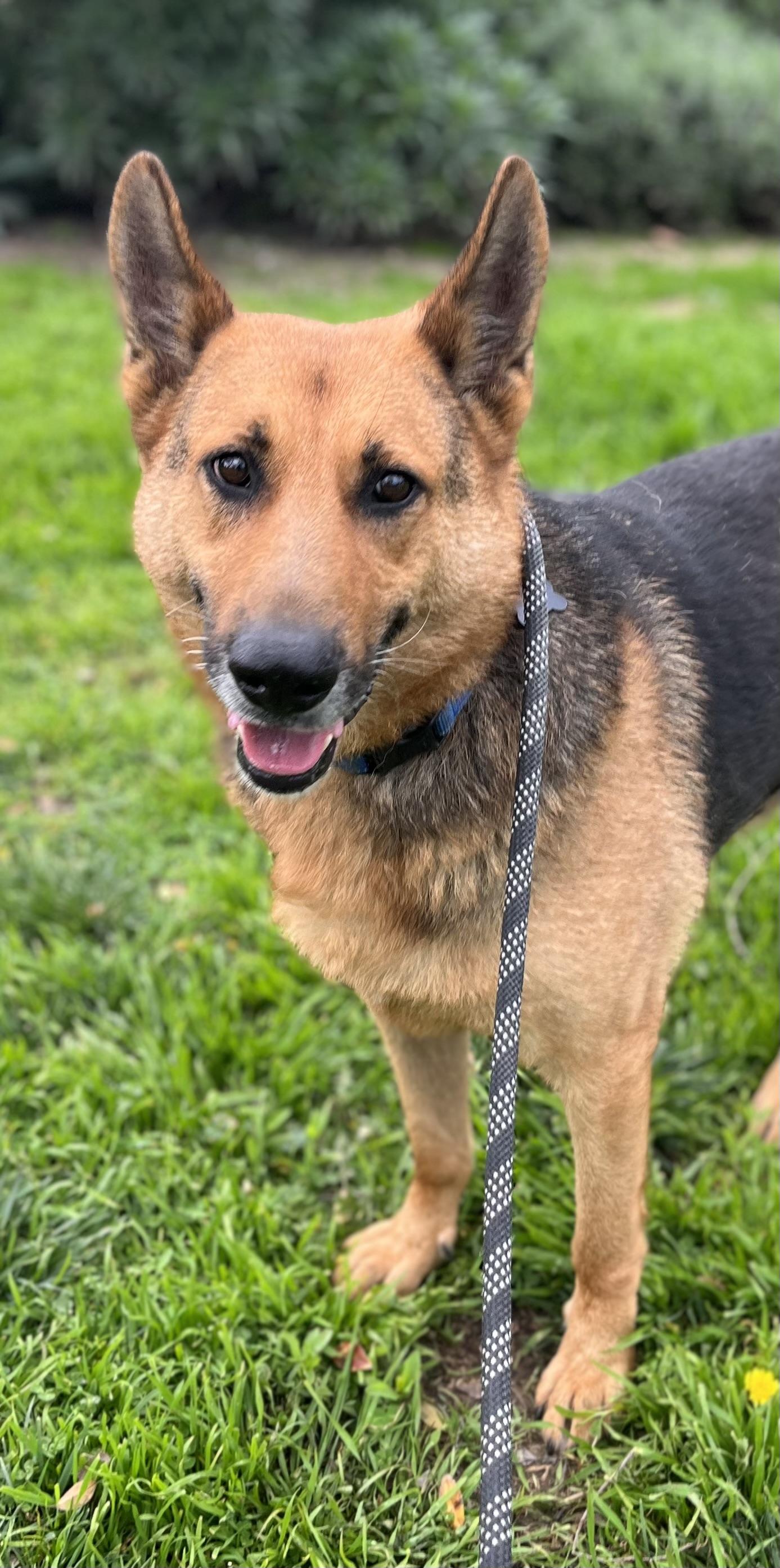 Enlarge LUKE, a ADOPTABLE German Shepherd Dog in Los Angeles, CA image 1/6