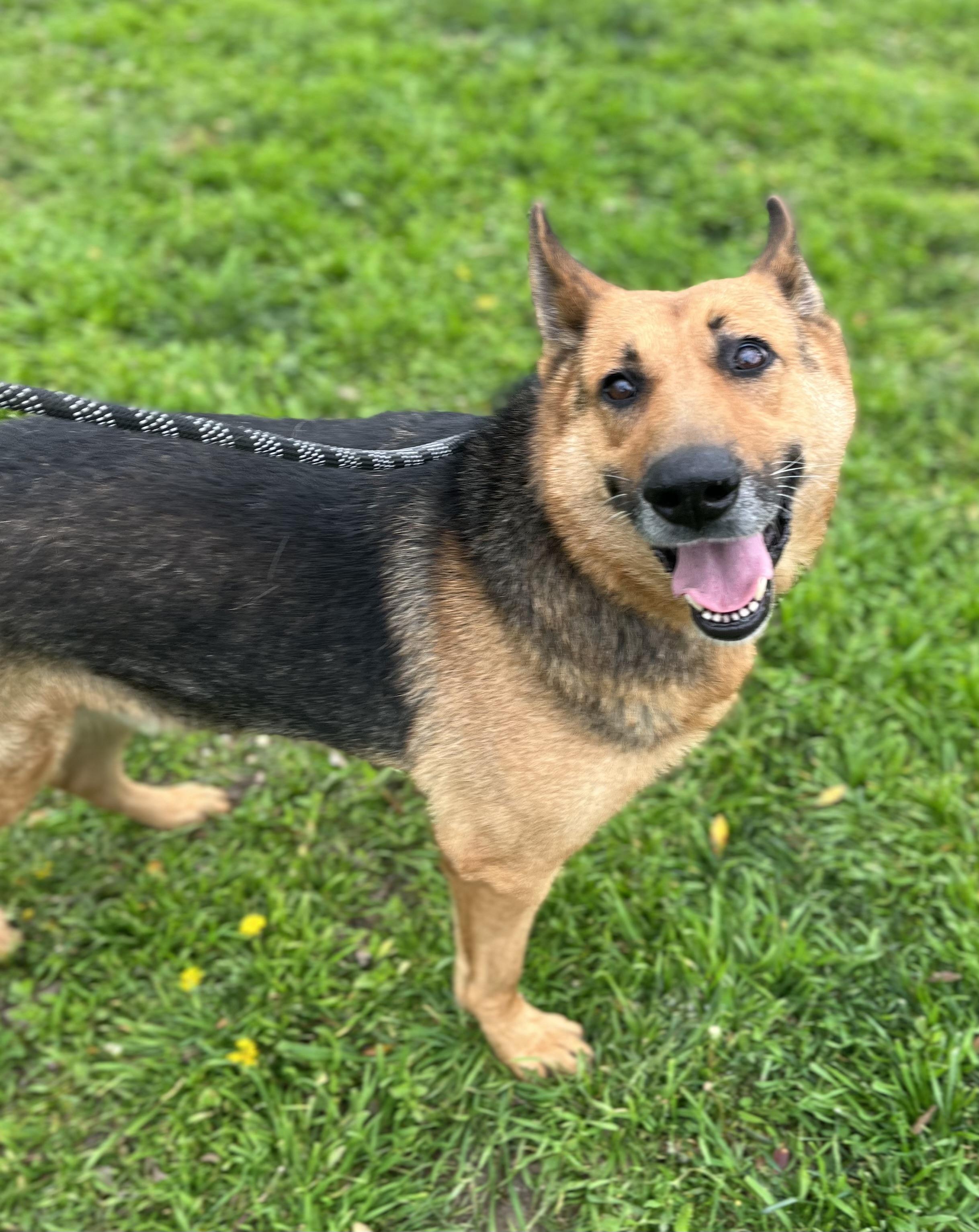 Enlarge LUKE, a ADOPTABLE German Shepherd Dog in Los Angeles, CA image 3/6
