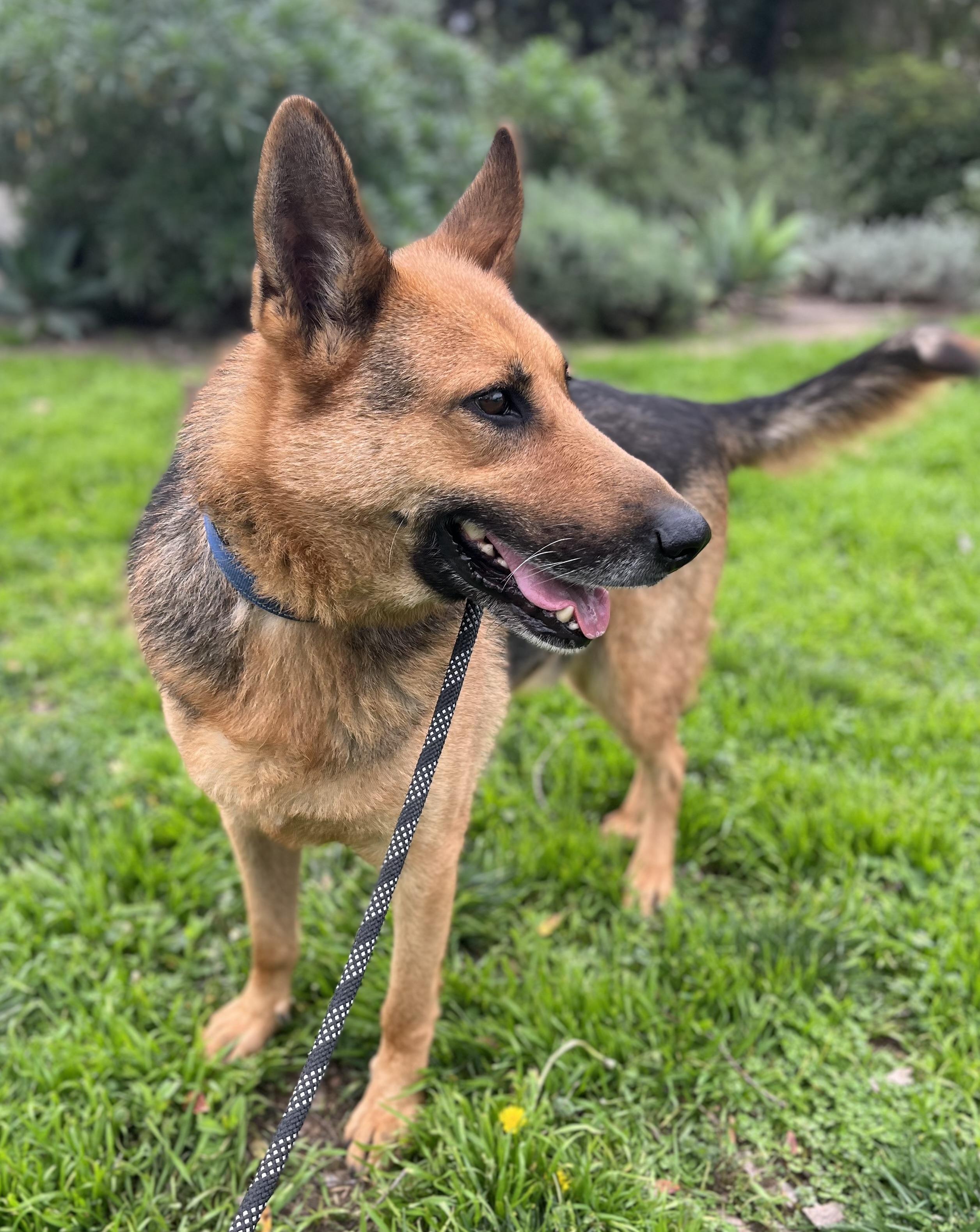 Enlarge LUKE, a ADOPTABLE German Shepherd Dog in Los Angeles, CA image 4/6