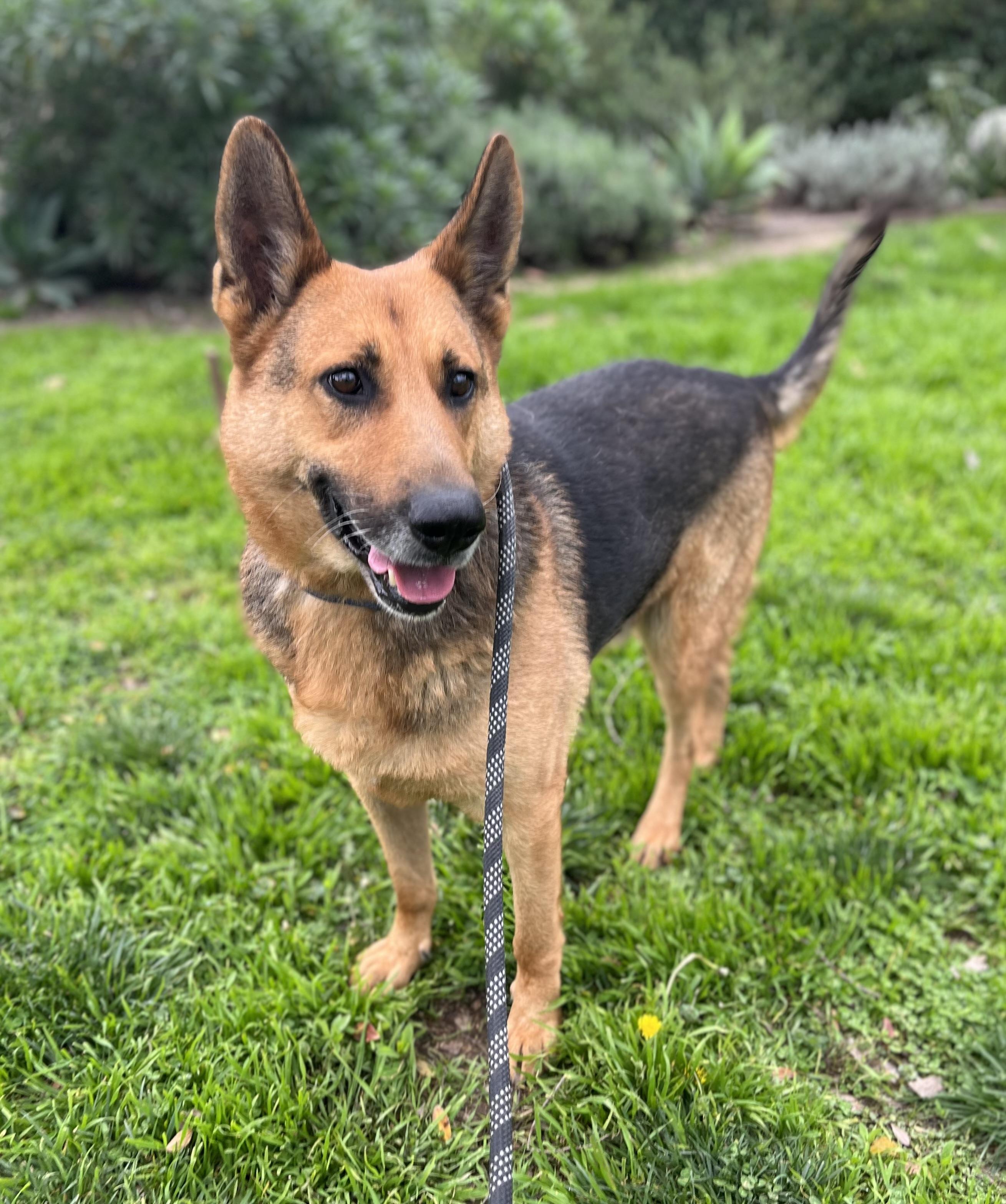 Enlarge LUKE, a ADOPTABLE German Shepherd Dog in Los Angeles, CA image 2/6