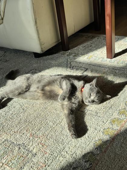 Enlarge Chique Baby, a Adoptable Domestic Short Hair in Chicago, IL image 1/3