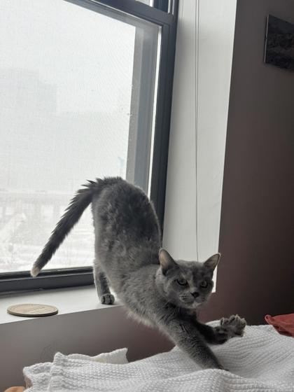 Enlarge Chique Baby, a Adoptable Domestic Short Hair in Chicago, IL image 2/3