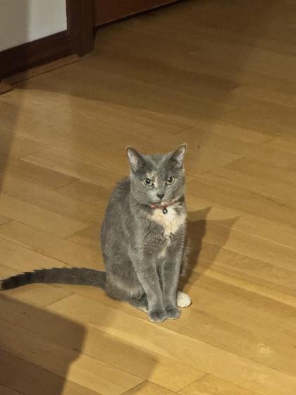 Enlarge Chique Baby, a Adoptable Domestic Short Hair in Chicago, IL image 1/3