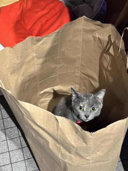 Enlarge Chique Baby, a Adoptable Domestic Short Hair in Chicago, IL image 2/3