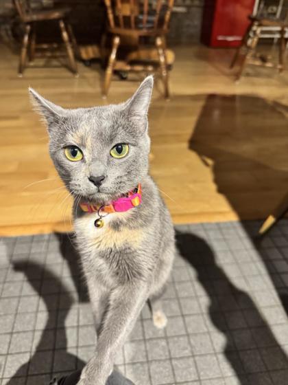 Enlarge Chique Baby, a Adoptable Domestic Short Hair in Chicago, IL image 3/3