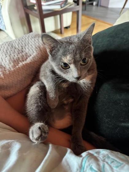 Enlarge Chique Baby, a Adoptable Domestic Short Hair in Chicago, IL image 3/3