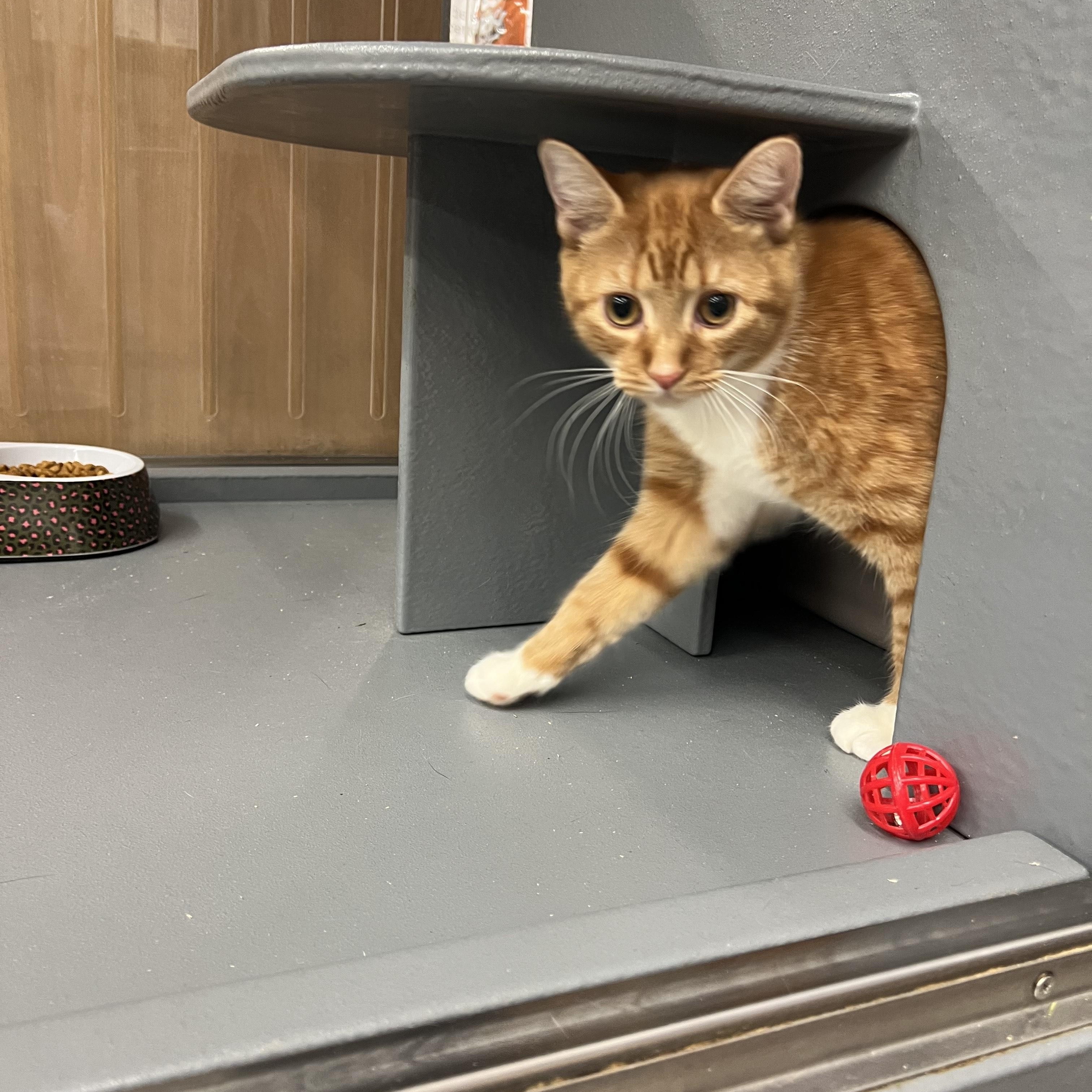 Oscar, a ADOPTABLE Domestic Short Hair in New York, NY image 3/3