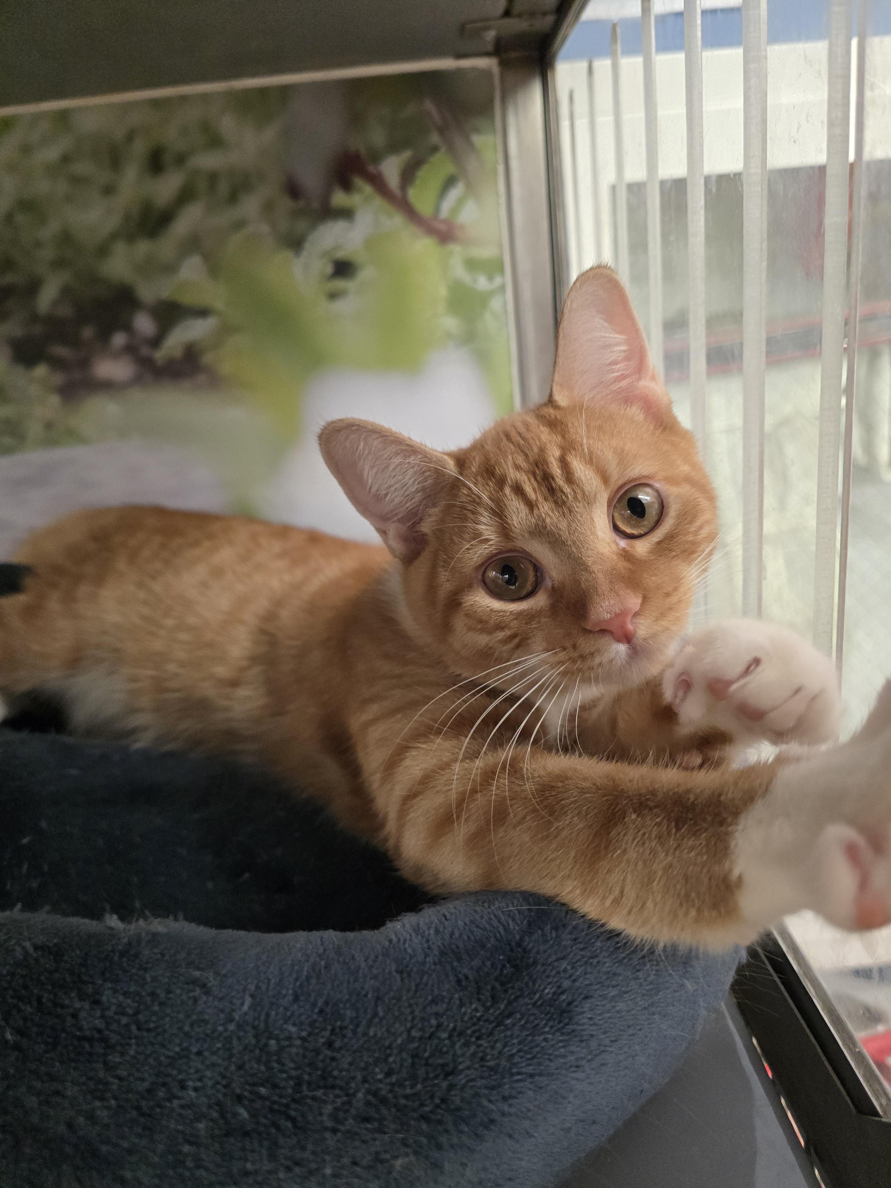 Oscar, a ADOPTABLE Domestic Short Hair in New York, NY image 1/3