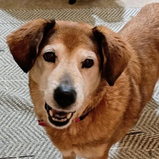 Enlarge Chelsea, a ADOPTABLE mixed breed in Grafton, OH image 1/4