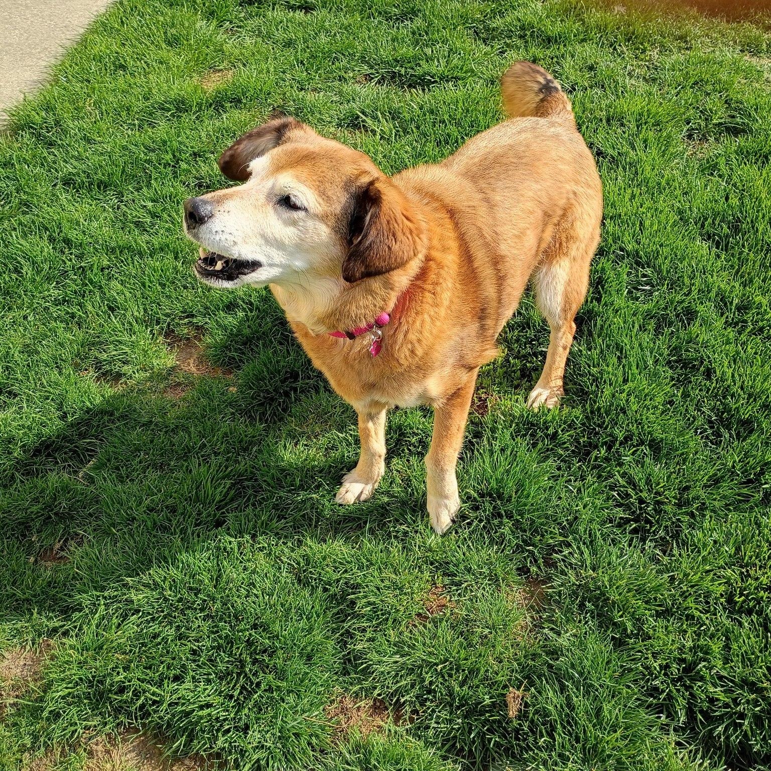 Enlarge Chelsea, a ADOPTABLE mixed breed in Grafton, OH image 4/4