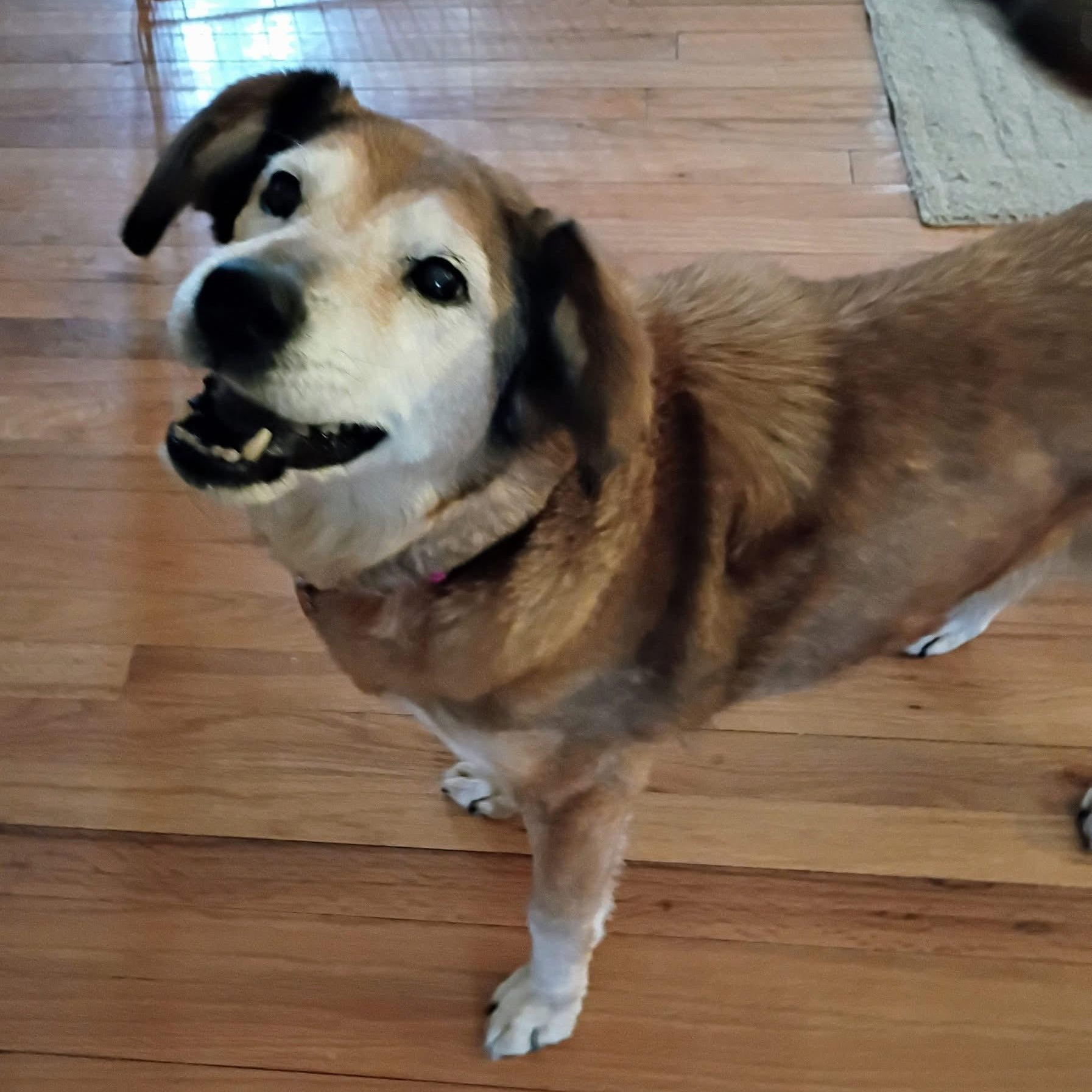 Enlarge Chelsea, a ADOPTABLE mixed breed in Grafton, OH image 3/4