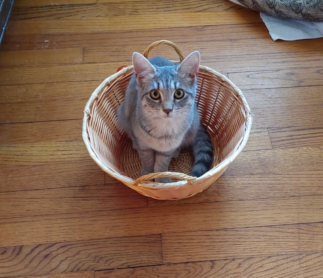 Fiona , a Adoptable Domestic Short Hair in Greensboro, NC image 1/2