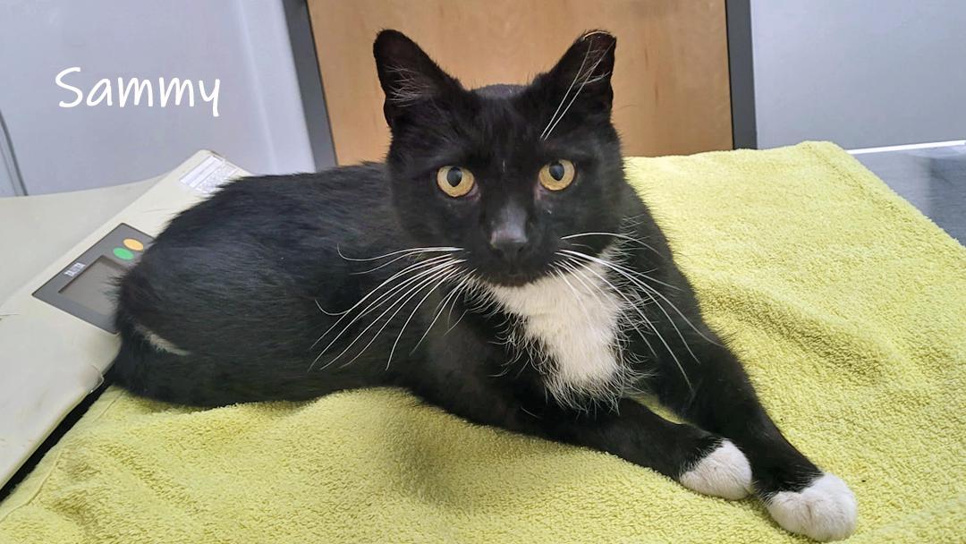 Enlarge Sammy, a ADOPTABLE Domestic Short Hair in Chicago, IL image 1/3