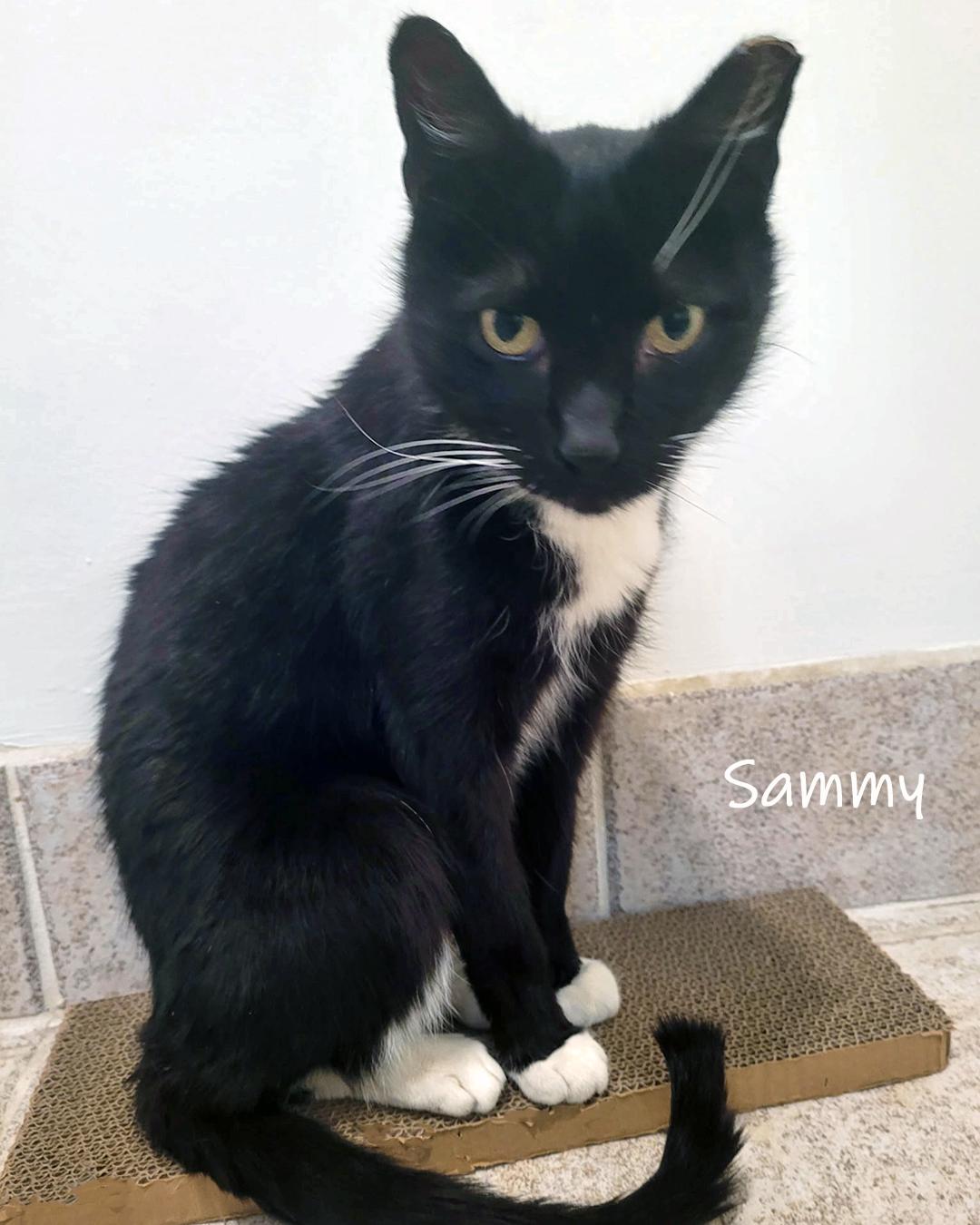 Enlarge Sammy, a ADOPTABLE Domestic Short Hair in Chicago, IL image 3/3