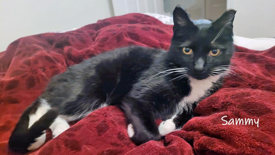 Enlarge Sammy, a ADOPTABLE Domestic Short Hair in Chicago, IL image 2/3