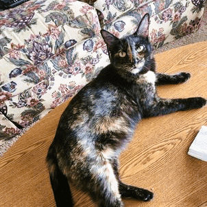 Enlarge Sierra, a Adoptable Domestic Short Hair in Frederick, MD image 1/2