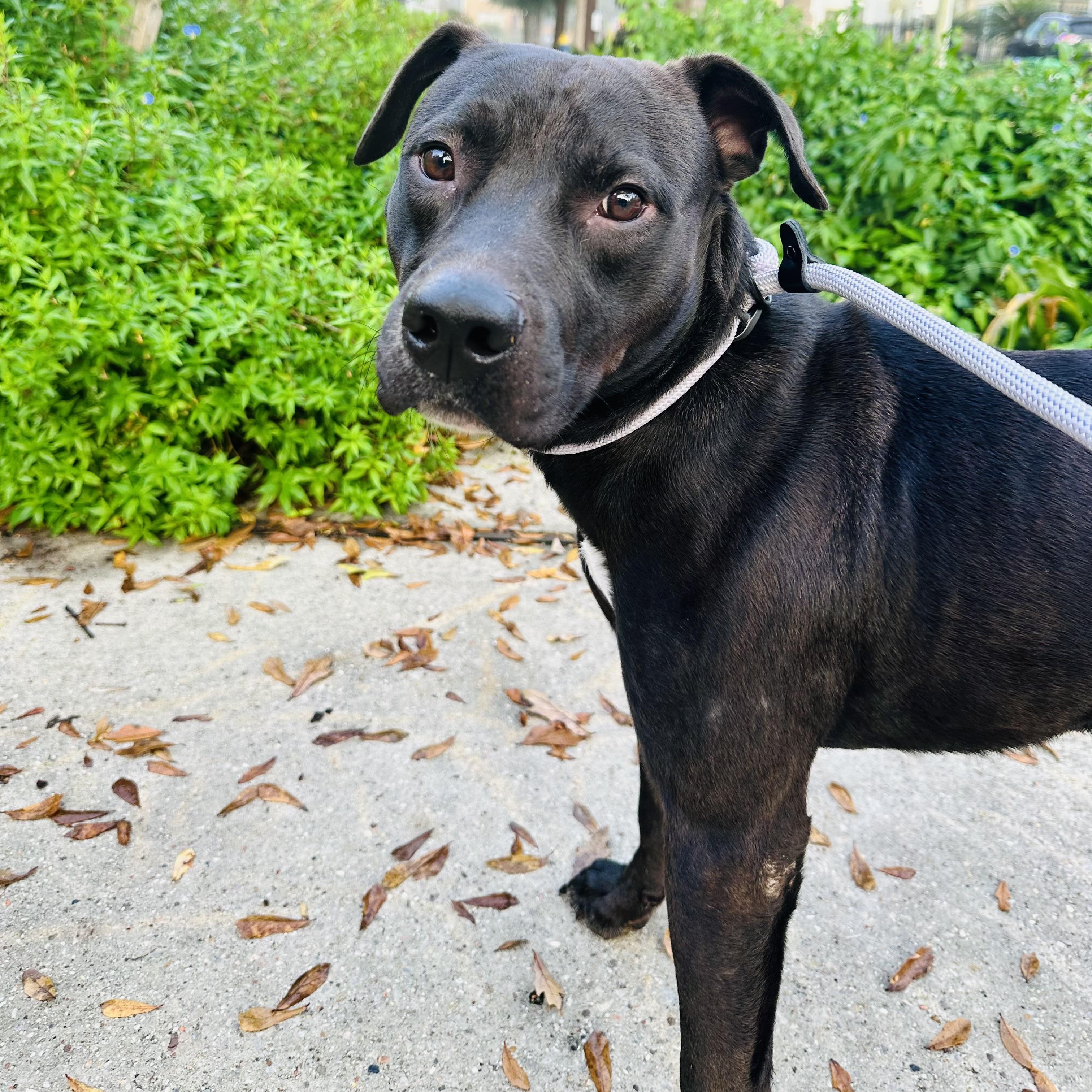 STERLING — thumbnail 4