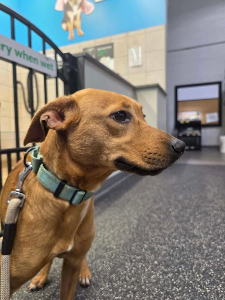 Enlarge Cindy Lou Who, a Adoptable mixed breed in Carrollton, GA image 2/2