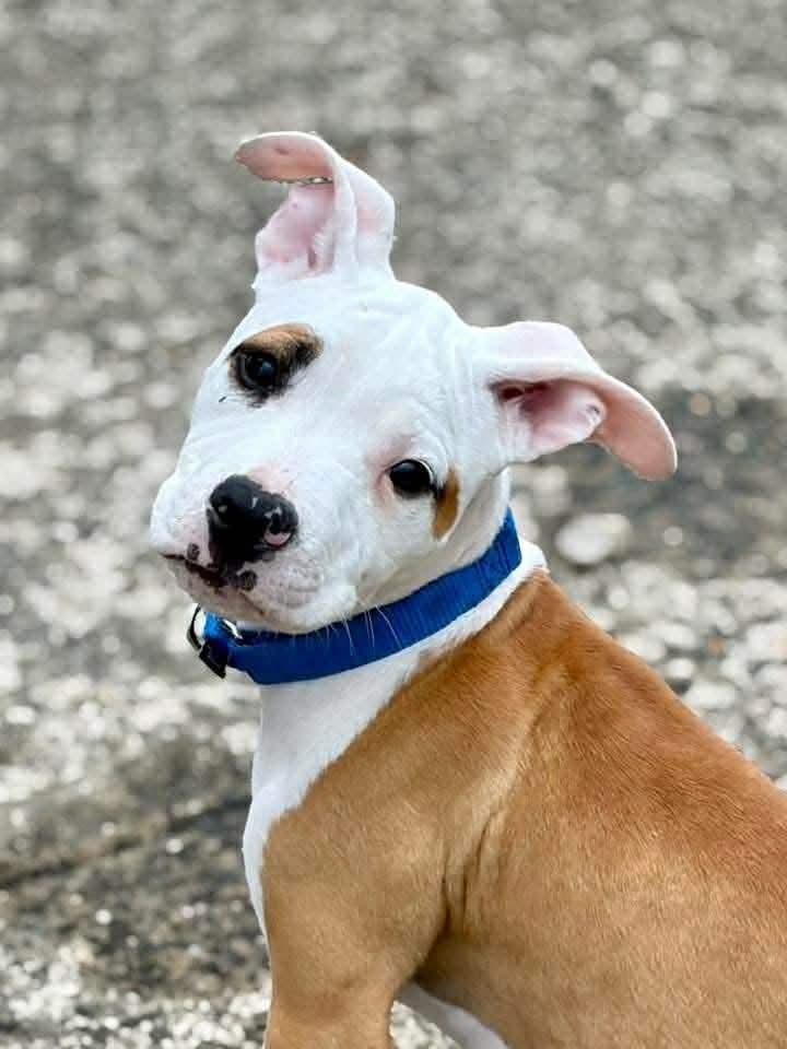Chex, ADOPTABLE, Puppy Male Pit Bull Terrier.