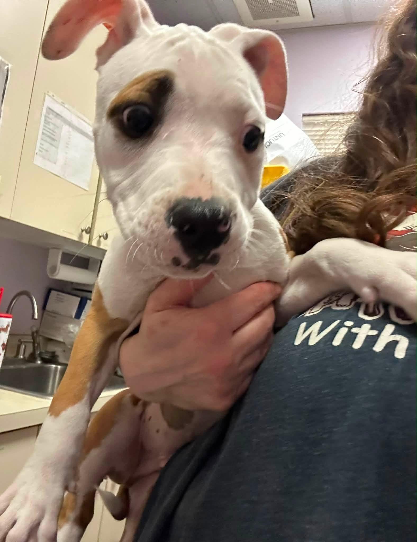 Enlarge Chex, a ADOPTABLE mixed breed in Jackson , NJ image 3/6