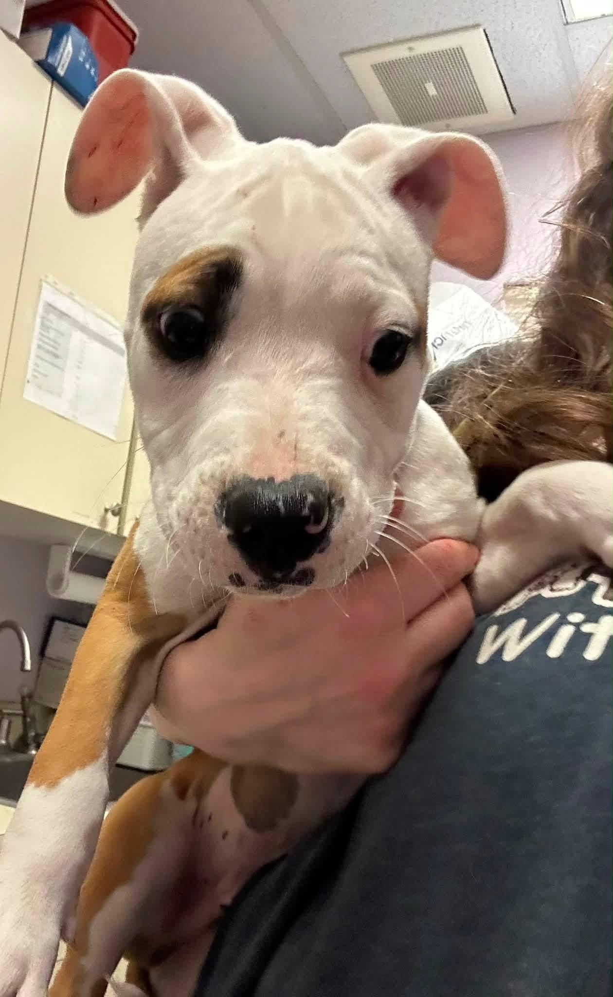 Enlarge Chex, a ADOPTABLE mixed breed in Jackson , NJ image 2/6