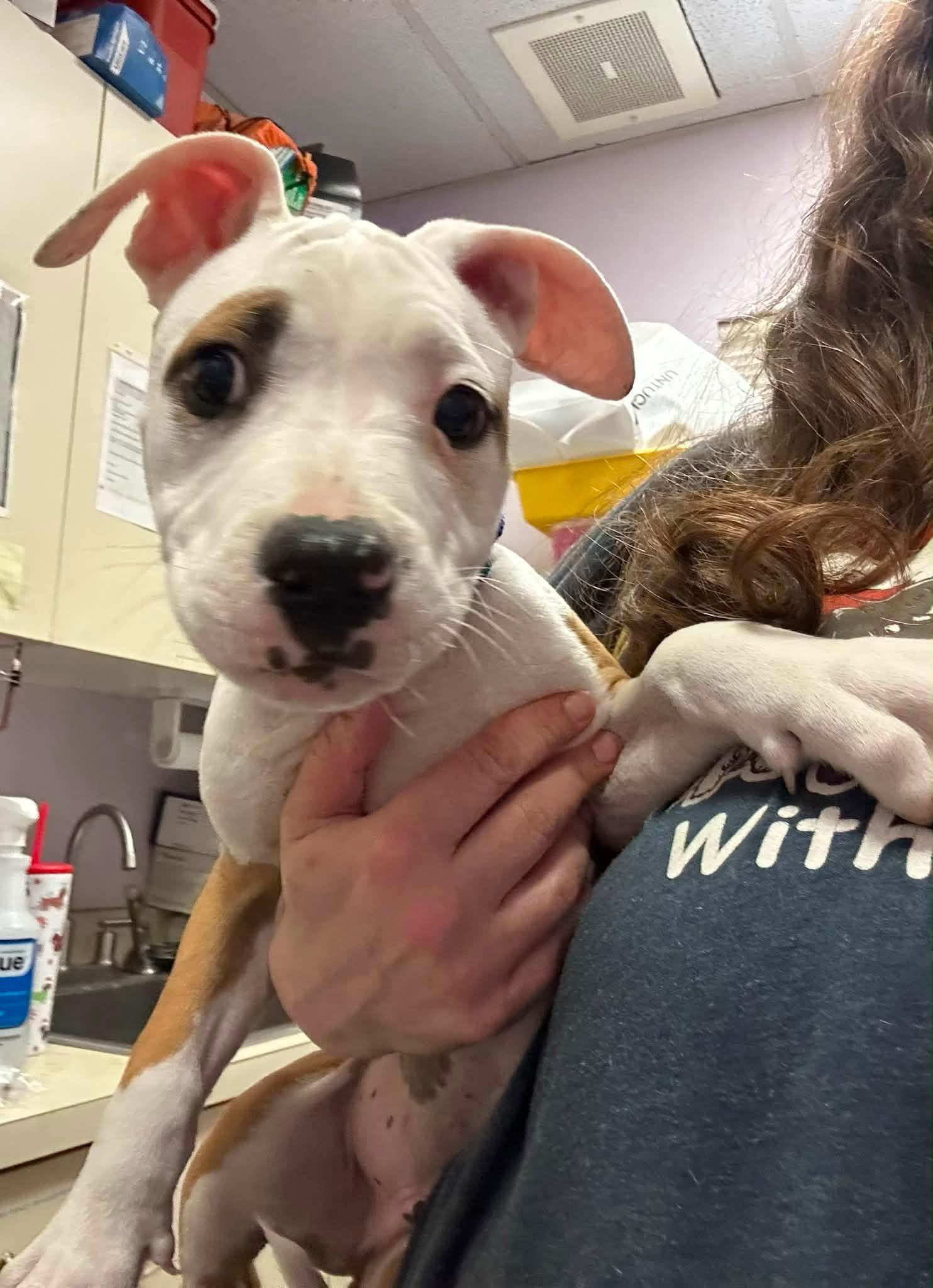 Enlarge Chex, a ADOPTABLE mixed breed in Jackson , NJ image 4/6