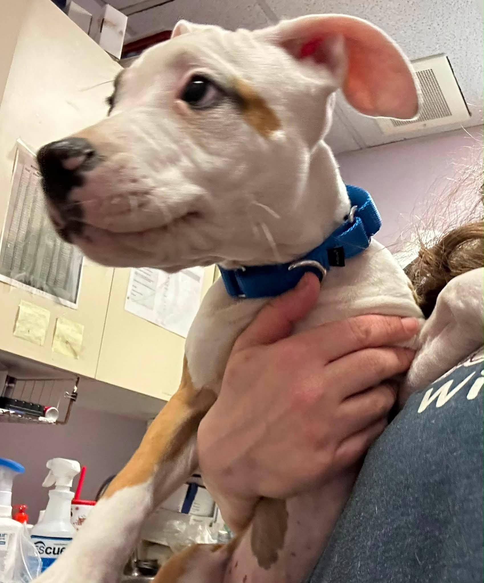 Enlarge Chex, a ADOPTABLE mixed breed in Jackson , NJ image 6/6