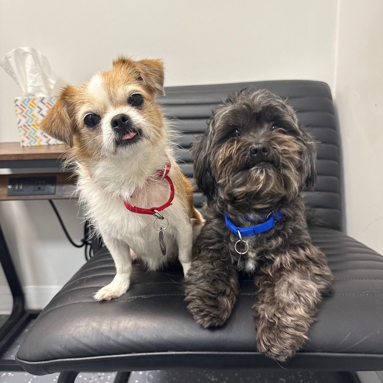 Gator  Bonded With thumbnail 3