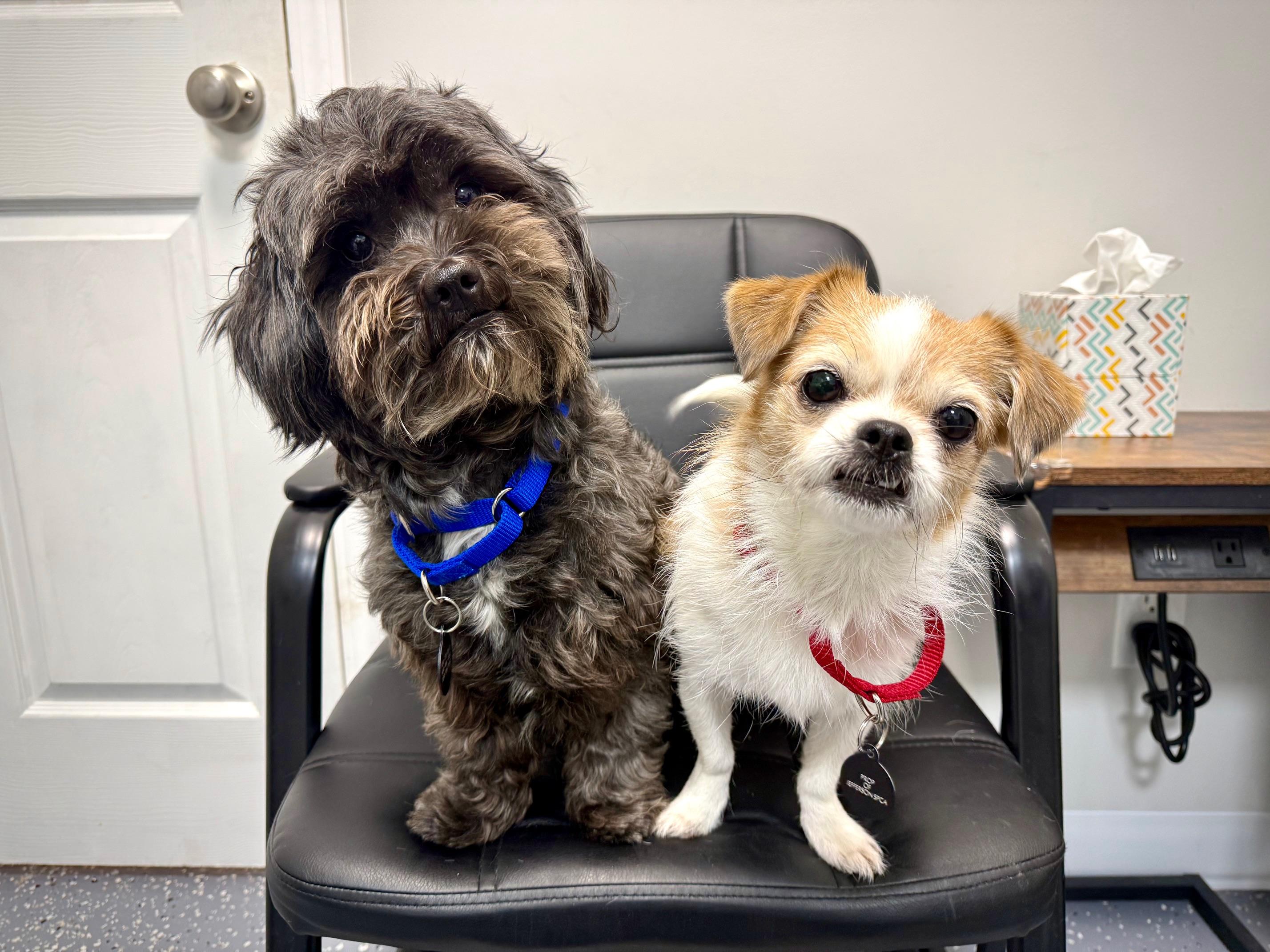 Gator  Bonded With thumbnail 4