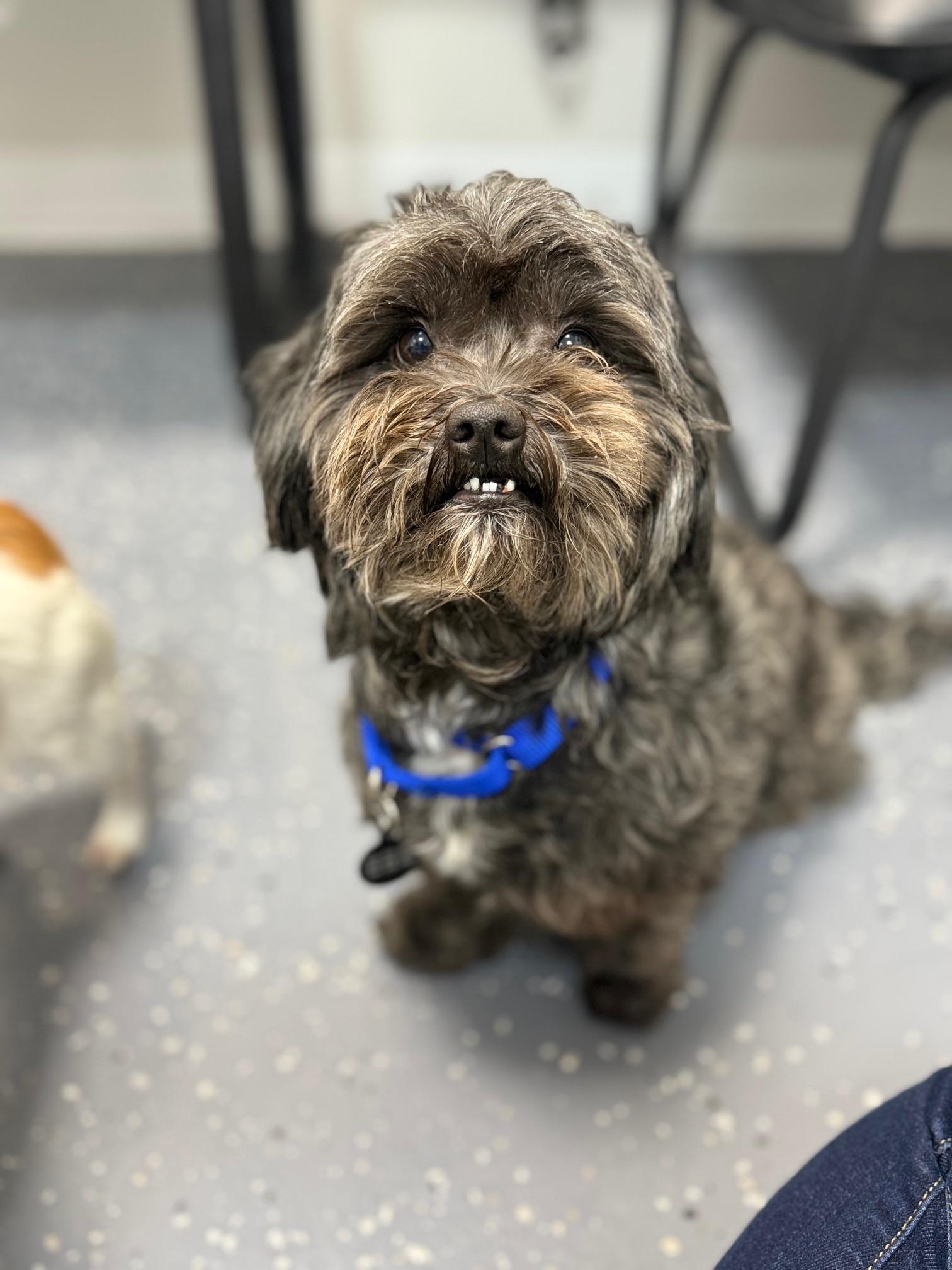 Gator  Bonded With thumbnail 5