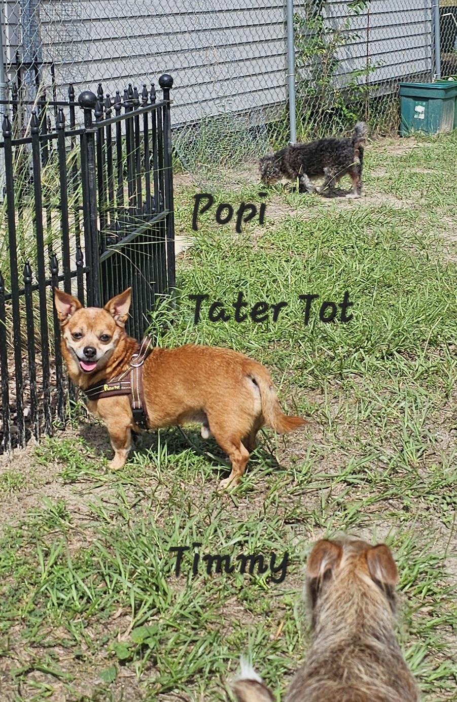 Tater Tot, Adoptable, Senior Male Corgi & Dachshund.