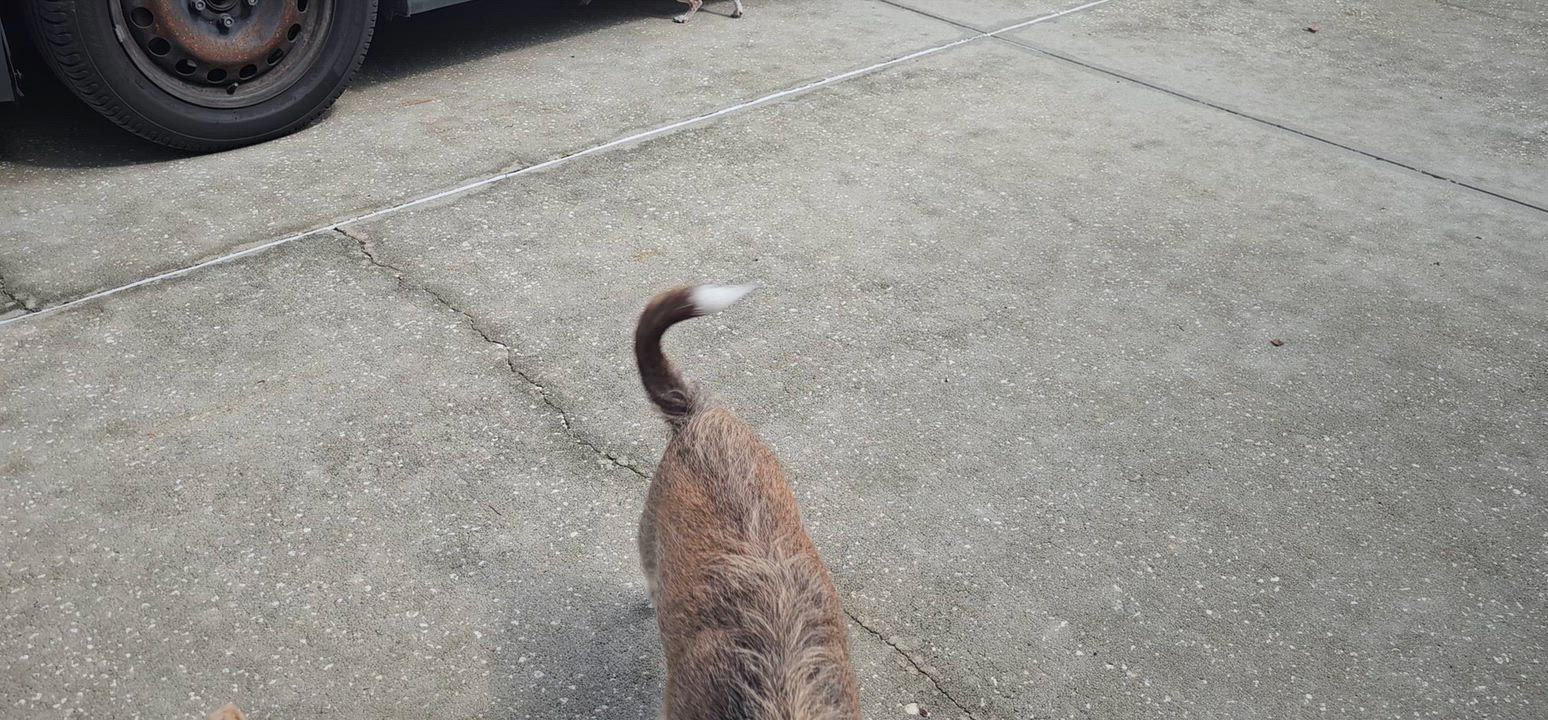 Enlarge Tater Tot, a Adoptable mixed breed in Weeki Wachee, FL video 3/3