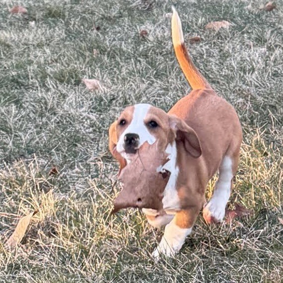 Enlarge Teton, a Adoptable mixed breed in Midlothian, VA image 2/6