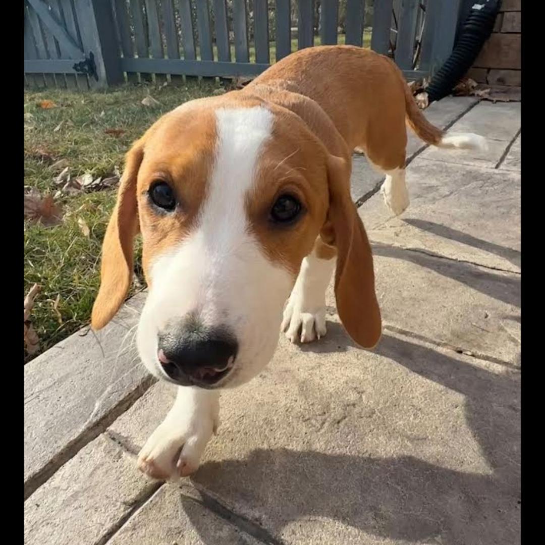 Teton, adopted, Puppy Male Basset Hound.