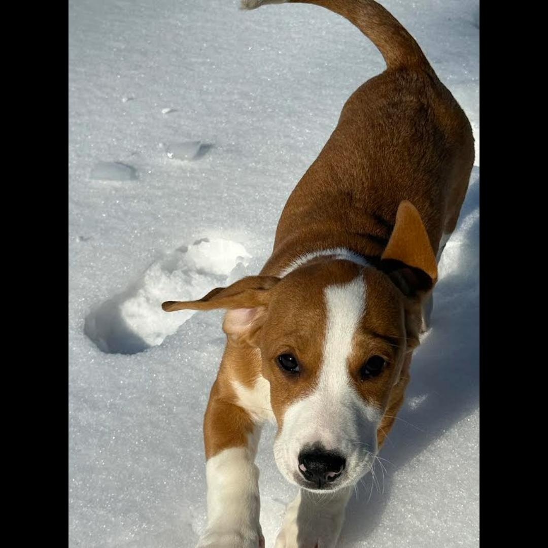 Enlarge Teton, a Adoptable mixed breed in Midlothian, VA image 1/6