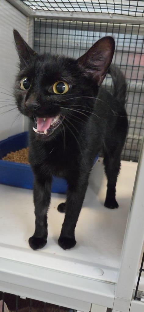 Poppy, Adoptable, Young Female Domestic Short Hair.