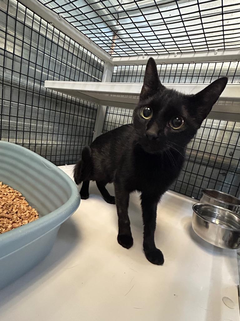 Enlarge Poppy, a Adoptable mixed breed in Shelbyville, TN image 2/3