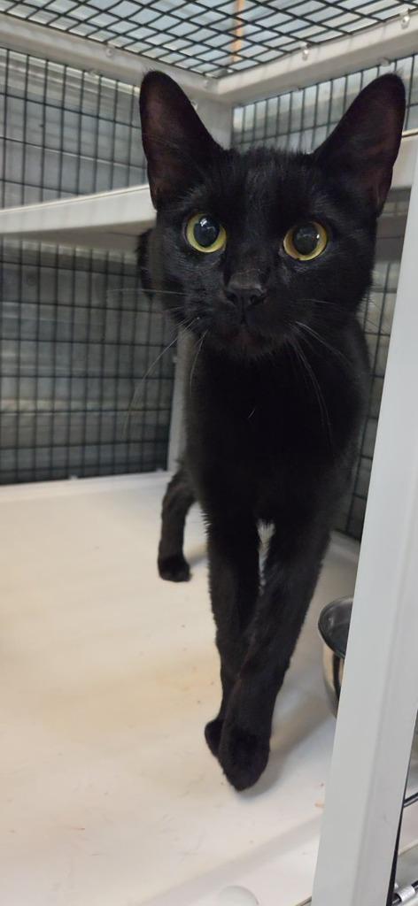 Enlarge Poppy, a Adoptable mixed breed in Shelbyville, TN image 3/3