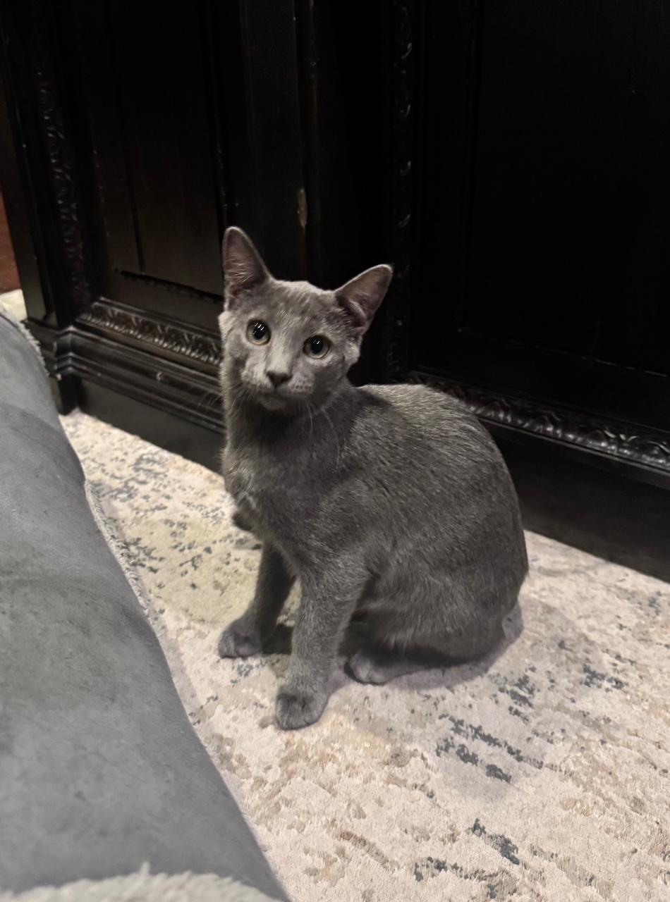 Auburn, an adopted mixed breed in Albuquerque, NM image 2/6