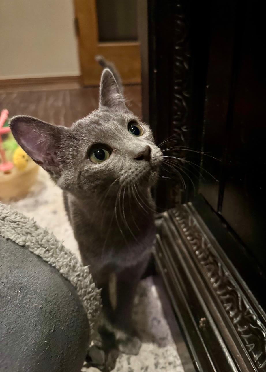 Auburn, an adopted mixed breed in Albuquerque, NM image 3/6