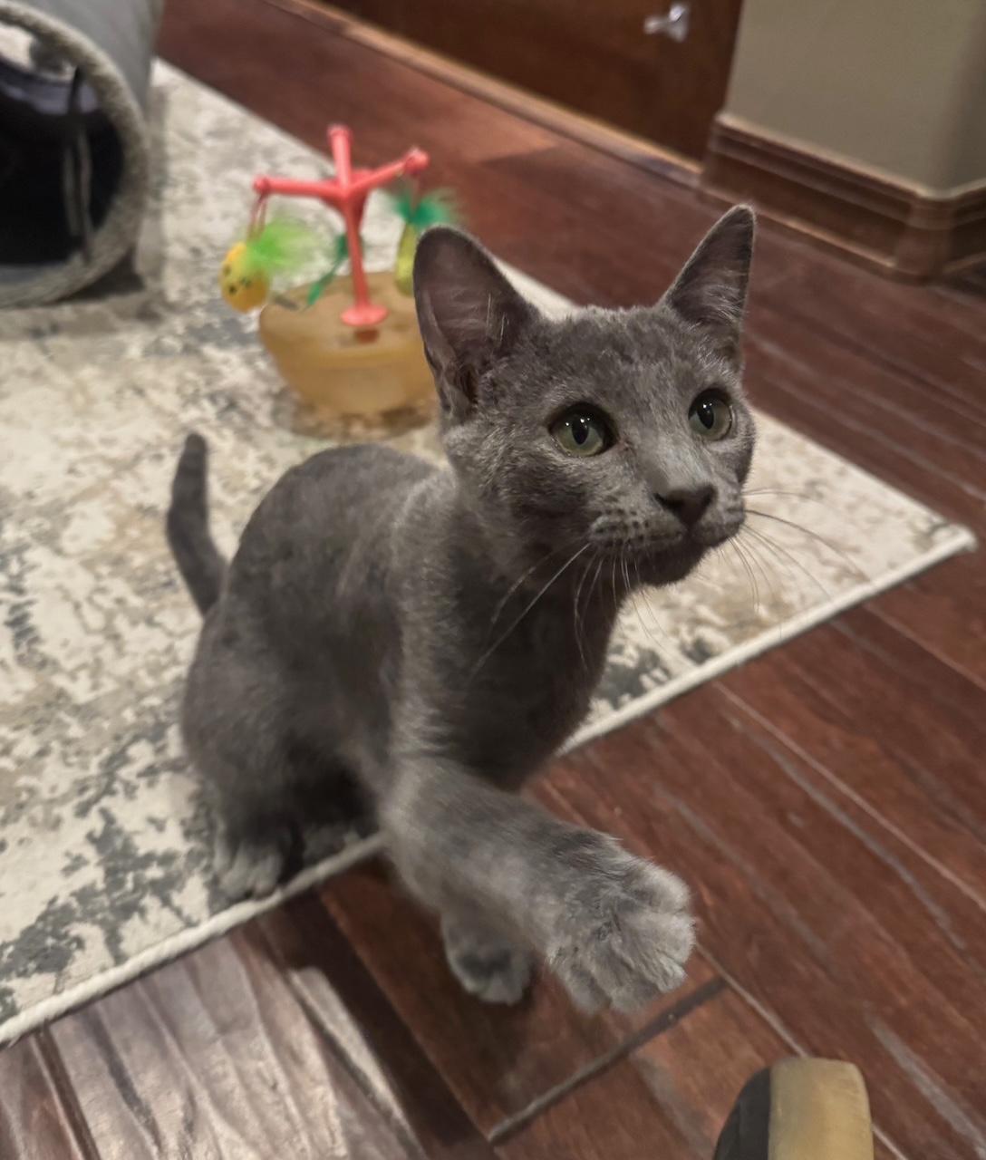 Auburn, an adopted mixed breed in Albuquerque, NM image 5/6